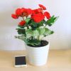 盆栽花卉 麗格海棠 玫瑰海棠花苗 重瓣帶花發(fā)貨