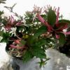 金銀花盆栽樹苗爬藤植物四季常青綠植花卉室內(nèi)陽臺(tái)庭院金銀花苗