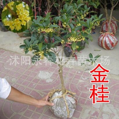 批發桂花 當年開花 桂花樹苗 室內盆栽花卉