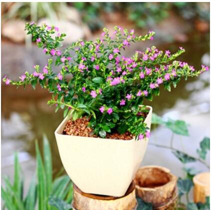 綠植花卉盆栽 草本植物滿天星花苗 盆栽 滿天星帶花苞