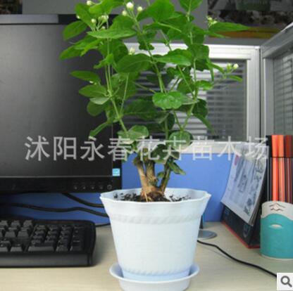 茉莉花盆栽花卉 辦公室綠植 芳香潔白 花苞繁多 四季陸續開花