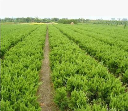 基地批發四季常青 超低價出售 龍柏苗 龍柏樹 量大優惠 小龍柏