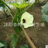 散裝蔬菜種子黃.紅 秋葵種子 補(bǔ)腎菜 羊角豆