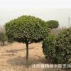 高桿冬青球黃楊球狀冬青樹(shù)四季常 做籬笆大葉黃楊苗耐寒植物