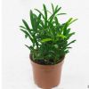 桌面綠植盆栽富貴竹發財樹九里香文竹滴水觀音盆景綠色植物不帶盆