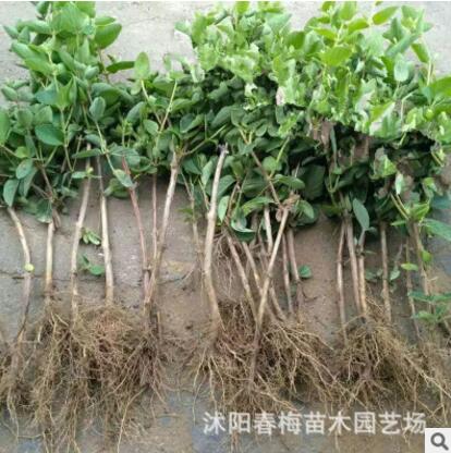 四季常青攀緣植物小葉扶芳藤苗爬行衛矛苗爬山虎金銀花紫藤木香