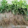 四季常青攀緣植物小葉扶芳藤苗爬行衛矛苗爬山虎金銀花紫藤木香