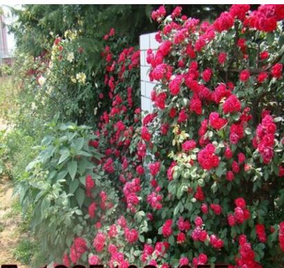 批發薔薇苗 多花薔薇花苗 藤本植物爬藤盆栽植物300天循環開花苗