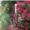 批發薔薇苗 多花薔薇花苗 藤本植物爬藤盆栽植物300天循環開花苗