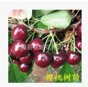 直銷美國車厘子樹苗 矮化大櫻桃苗 果樹苗 車厘子櫻桃苗 南方果樹