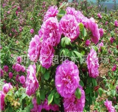 【大馬士革玫瑰苗】月季食用玫瑰苗批發法國大平陰大馬士革薔薇苗