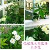 爬藤植物薔薇七里香 木香花苗盆栽 十里香 陽臺庭院綠化成活率高