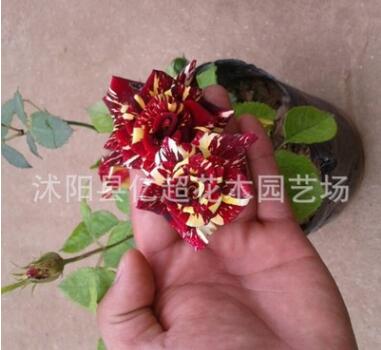 批發庭院盆栽地栽觀花花卉植物綠植 月季玫瑰流星雨 花苗帶花苞