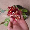 批發庭院盆栽地栽觀花花卉植物綠植 月季玫瑰流星雨 花苗帶花苞