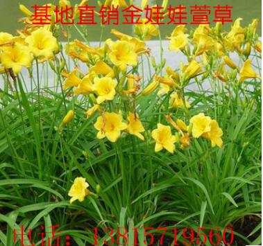 批發(fā)宿根花卉萱草 金娃娃萱草大花萱草 地被植物園林公園綠化
