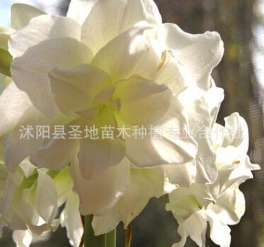 供應(yīng)進(jìn)口朱頂紅大種球 盆栽重瓣朱頂紅 對子蓮 特大球徑品種多
