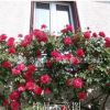 院陽臺攀緣爬藤植物 十里香 藤本薔薇木香花苗