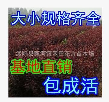 批發(fā)花卉園林綠化苗木 紫葉李小苗 紅葉李樹苗 規(guī)格全 歡迎選購