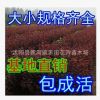 批發(fā)花卉園林綠化苗木 紫葉李小苗 紅葉李樹(shù)苗 規(guī)格全 歡迎選購(gòu)