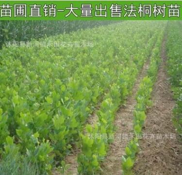 批發(fā)法國梧桐樹綠化工程苗木法桐樹苗小苗法桐苗批發(fā) 規(guī)格全