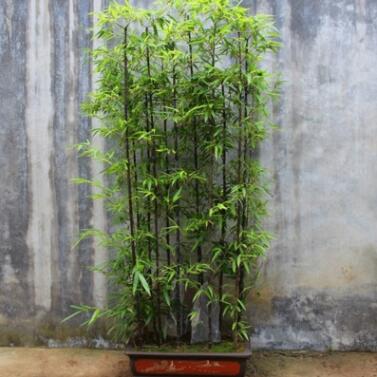 園林綠化苗木竹子小苗竹子苗 青竹苗 別墅庭院綠化竹子 規(guī)格齊全