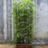 園林綠化苗木竹子小苗竹子苗 青竹苗 別墅庭院綠化竹子 規(guī)格齊全