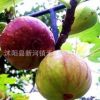 無(wú)花果樹(shù)苗批發(fā)盆栽地栽青皮紫果當(dāng)年結(jié)果包成活果樹(shù)苗 2年苗
