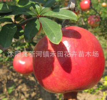 批發(fā)水果樹苗 大石榴當(dāng)年苗 果園現(xiàn)挖現(xiàn)賣 石榴樹苗
