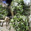 批發大苦草 矮型苦草 耐寒 常綠苦草 密刺苦草