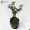 美國曼地亞紅豆杉綠星 公樹樹苗 授粉樹量大優(yōu)惠