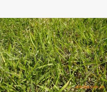 足球場草坪 結縷草種子 高發芽