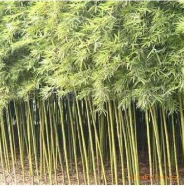 供應鋼竹風景竹黃金竹青竹子各種工程苗圃庭院別墅綠化苗木風水苗