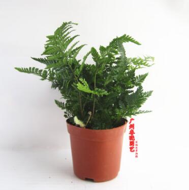 葉形優美 室內觀賞蕨類 苔蘚微景觀配景植物 狼尾蕨