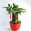 常綠喬木 枝葉茂盛 陶瓷盆組合小盆栽 紅心發(fā)財(cái)樹