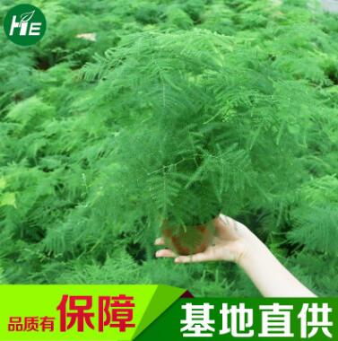 文竹室內花卉觀葉植物