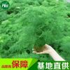 文竹室內花卉觀葉植物