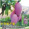 基地直銷 果樹苗紅貴妃芒果樹苗 紅金龍芒果嫁接樹苗 現(xiàn)貨批發(fā)