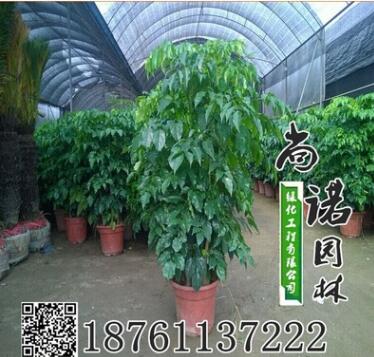 室內大幸福樹平安樹大型植物客廳辦公室盆栽綠寶觀葉盆景幸福樹
