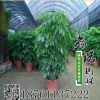 室內(nèi)大幸福樹平安樹大型植物客廳辦公室盆栽綠寶觀葉盆景幸福樹