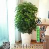 批發(fā)供應(yīng)盆栽苗八方來財(cái)又叫鴨掌木鴨腳木大型八方來財(cái) 發(fā)財(cái)樹