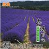 進口普羅旺斯薰衣草種子 芳香花卉 盆栽易種陽臺薰衣草植物