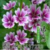 錦葵種子銷售 多種草花種子專賣 草花種子 錦葵批發