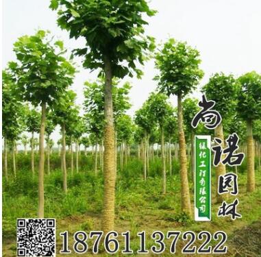 基地批發白蠟小苗 白蠟樹苗行道樹 速生白蠟苗規格齊全工程綠化
