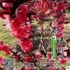 碧桃 紫葉碧桃 紅葉碧桃 紅葉桃 彩色風景樹種類 基地直銷