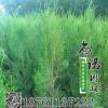 基地批發綠化龍柏樹側柏龍柏小苗 嫁接龍柏 龍柏樹苗 園林綠化