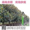 廣玉蘭樹直銷 綠化樹木 可專車發貨 根系發達基地廣玉蘭樹直銷