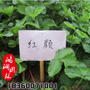 四季結果 草莓苗 盆栽草莓 塞娃草莓 紅顏草莓 章姬草莓苗批發