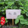 四季結果 草莓苗 盆栽草莓 塞娃草莓 紅顏草莓 章姬草莓苗批發