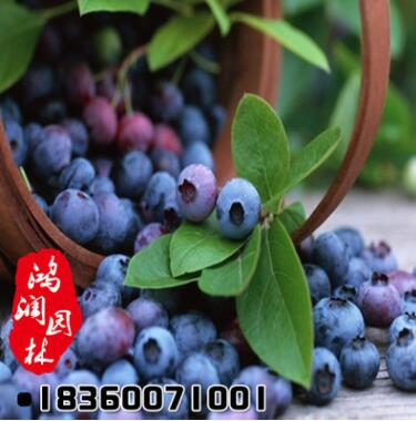 批發藍莓樹苗 優質藍莓苗 南方果樹苗 兔眼藍莓2年苗確保成活