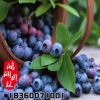 批發藍莓樹苗 優質藍莓苗 南方果樹苗 兔眼藍莓2年苗確保成活